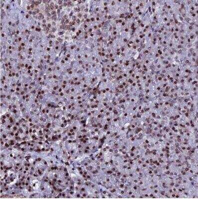 Immunohistochemistry-Paraffin: Histone H2ab Antibody [NBP2-54689] - Staining of human pancreas shows strong nuclear positivity in exocrine glandular cells