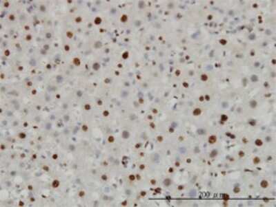 Immunohistochemistry-Paraffin: Histone H3.3B Antibody (2D7-H1) [H00003021-M01] - Analysis of monoclonal antibody to H3F3B on formalin-fixed paraffin-embedded human liver. Antibody concentration 3 ug/ml.