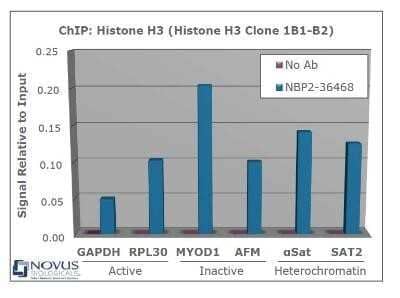 Chromatin Immunoprecipitation: Histone H3 Antibody (1B1-B2) - Azide and BSA Free [NBP2-80770] - Chromatin from one million formaldehyde cross-linked HeLa cells was precipitated using 2 ug of NBP2-36468 and 25 ul of magnetic IgG beads, using standard ChIP methods. A similar sample containing no antibody was included as a negative control. Immunoprecipitated DNA was quantified using quantitative real-time PCR and SYBR green dye, then normalized to the non-precipitated input chromatin. Representative target genes from active, inactive and heterochromatic regions of the genome show amplification, indicative of the presence of Histone H3. Image from the standard format of this antibody.