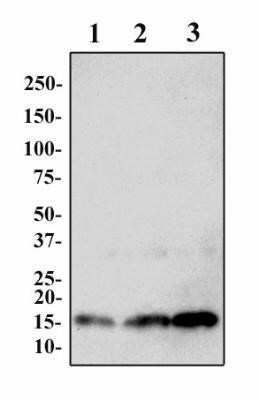 Western Blot: Histone H3 Antibody (1B1-B2) - Azide and BSA Free [NBP2-80770] - Western blot image of Anti-Histone H3 antibody (clone 1B1-B2). Whole cell protein from HeLa (lane 1), NIH-3T3 (lane 2) and PC12 (lane 3) were separated by 4-15% SDS-PAGE and transfered to PVDF membrane. The membrane was probed with purified Anti-Histone H3 antibody at 2 ug/ml and detected with an HRP conjugated anti-mouse secondary using chemiluminescence. Observed molecular weight is ~15 kDa. Image from the standard format of this antibody.