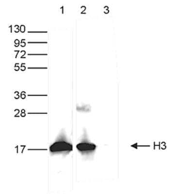 Western Blot: Histone H3 Antibody (1B1B2) [NBP2-59277] - Whole cell extracts from HeLa cells (40 ug, lane 1) and 1 ug of recombinant histone H3 and H4 (lane 2 and 3). The antibody was diluted 1:5000 in TBS-Tween containing 5% skim milk. Observed molecular weight is ~17 kDa.