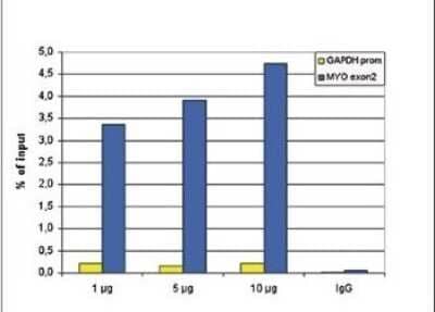 Chromatin Immunoprecipitation: Histone H3 Antibody (C.15200149) [NBP2-59283] - ChIP assays were performed using HeLa cells, the monoclonal antibody against H3K4un and optimized PCR primer sets for qPCR. Chromatin was sheared with the antibody consisting of 1, 5 and 10 ug per ChIP experiment was analysed. IgG (5 ug/IP) was used as negative IP control. QPCR was performed with primers for the GAPDH promoter and for exon 2 of the myoglobin gene. Figure shows the recovery, expressed as a % of input (the relative amount of immunoprecipitated DNA compared to input DNA after qPCR analysis).