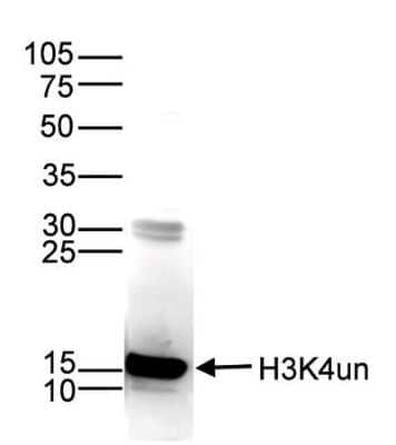 Western Blot: Histone H3 Antibody (C.15200149) [NBP2-59283] - Histone extracts (15 ug) from HeLa cells were analysed by Western blot using the antibody against H3K4un diluted 1:1,000 in TBS-Tween containing 5% skimmed milk. Observed molecular weight is ~15 kDa.