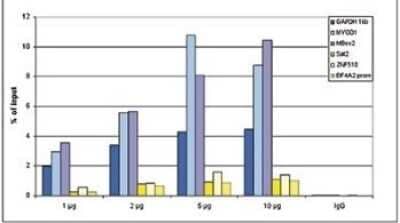 Chromatin Immunoprecipitation: Histone H3 Antibody (C.15200187) [NBP2-59304] - ChIP assays were performed using human HeLa cells, the antibody against H3K9un and optimized PCR primer sets for qPCR. ChIP was performed with a Histone ChIP-seq kit on sheared chromatin from 1 million cells. A titration of the antibody consisting of 1, 2, 5, and 10 ug per ChIP experiment was analysed. IgG (2 ug/IP) was used as negative IP control. QPCR was performed with primers for the coding regions of the MYOD1 and MB genes and for a region 1 kb upstream of the GAPDH promoter, used as positive controls, and for the ZNF510 coding region, the EIF4A2 promoter and the Sat2 satellite repeat region, used as negative controls. Figure shows the recovery, expressed as a % of input (the relative amount of immunoprecipitated DNA compared to input DNA after qPCR analysis).
