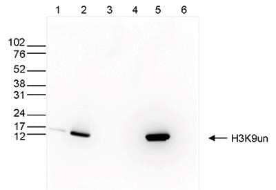 Western Blot: Histone H3 Antibody (C.15200187) [NBP2-59304] - Whole cell (25 ug, lane 1) and histone extracts (15 ug, lane 2) from HeLa cells, and on 1 ug of recombinant histone H2A, H2B, H3 and H4 (lane 3, 4, 5 and 6, respectively) using the antibody at 1:1,000 in TBS-Tween containing 5% skimmed milk. Observed molecular weight is ~13 kDa