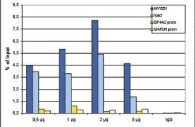 Chromatin Immunoprecipitation: Histone H3 Antibody [NBP2-59280] - ChIP assays were performed using human HeLa cells, the antibody against H3 and optimized PCR primer pairs for qPCR. ChIP was performed using sheared chromatin from 1 million cells. A titration consisting of 0.5, 1, 2 and 5 ug of antibody per ChIP experiment was analyzed. IgG (2 ug/IP) was used as a negative IP control. Quantitative PCR was performed with primers specific for the promoters of the active GAPDH and EIF4A2 genes, and for the inactive MYOD1 gene and the Sat2 satellite repeat. Figure shows the recovery, expressed as a % of input (the relative amount of immunoprecipitated DNA compared to input DNA after qPCR analysis). immunoprecipitated DNA compared to input DNA after qPCR analysis).