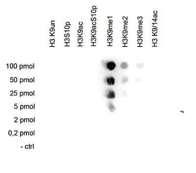 Dot Blot: Histone H3 [Monomethyl Lys9] Antibody [NBP2-59204] - Histone H3 Antibody [NBP2-59204] - A Dot Blot analysis was performed to test the cross reactivity of the antibody against H3K9me1 with peptides containing other modifications and the unmodified sequence of histone H3. One hundred to 0.2 pmol of the peptide containing the respective histone modification were spotted on a membrane. The antibody was used at a dilution of 1:20,000. Figure shows a high specificity of the antibody for the modification of interest.