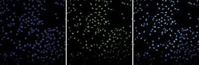 Immunofluorescence: Histone H3 Antibody [NBP2-59280] - HeLa cells were stained with the antibody against H3 and with DAPI. Cells were fixed with 4% formaldehyde for 10' and blocked with PBS/TX-100 containing 1% BSA. The cells were immunofluorescently labeled with the H3 antibody (middle) diluted 1:500 in blocking solution followed by an anti-rabbit antibody conjugated to Alexa Fluor 488. The left panel shows staining of the nuclei with DAPI. A merge of the two stainings is shown on the right.