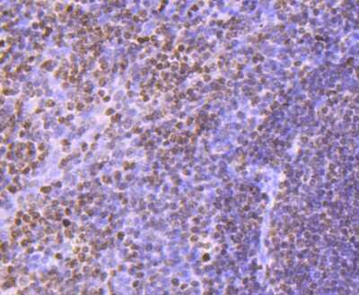 Immunohistochemistry-Paraffin: Histone H3 Antibody (JJ092-08) [NBP2-67908] - Analysis of paraffin-embedded human tonsil tissue using anti-Histone H3 antibody. Counter stained with hematoxylin.