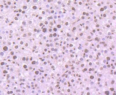 Immunohistochemistry-Paraffin: Histone H3 Antibody (JJ092-08) [NBP2-67908] - Analysis of paraffin-embedded mouse liver tissue using anti-Histone H3 antibody. Counter stained with hematoxylin.