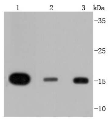 Western Blot: Histone H3 Antibody (JJ092-08) [NBP2-67908] - Analysis of Histone H3 on different lysates using anti-Histone H3 antibody at 1/1,000 dilution. Observed molecular weight is ~15 kDa. Positive control: Lane 1: Hela Lane 2: NIH/3T3 Lane 3: MCF-7