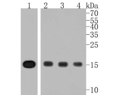 Western Blot: Histone H3 Antibody (JJ092-08) [NBP2-67908] - Western blot analysis of Histone H3 on different lysates. Proteins were transferred to a PVDF membrane and blocked with 5% BSA in PBS for 1 hour at room temperature. The primary antibody (1/500) was used in 5% BSA at room temperature for 2 hours. Goat Anti-Rabbit IgG - HRP Secondary Antibody (HA1001) at 1:5,000 dilution was used for 1 hour at room temperature. Positive control: Lane 1: CRC cell lysate Lane 2: Hela cell lysate Lane 3: MCF-7 cell lysate Lane 4: NIH/3T3 cell lysate