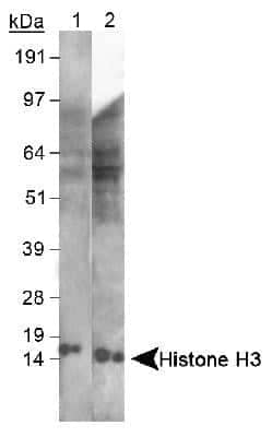 Western Blot: Histone H3 Antibody [NB500-267] - Detection of Histone H3 in lysates using NB500-267. (1) MEF and (2) HeLa. Observed molecular weight is ~15 kDa.