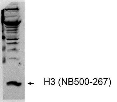 Western Blot: Histone H3 Antibody [NB500-267] - Analysis of HeLa lysates using NB500-267. Image courtesy of Gregg Semenza, (PMID: 21620138). Theoretical molecular weight is ~15 kDa.