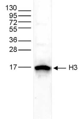 Western Blot: Histone H3 Antibody [NBP2-59173] - Whole cell extracts from HeLa cells (25 ug) were analysed by Western blot using the antibody against H3pan diluted 1:500 in TBS-Tween containing 5% skimmed milk. Observed molecular weight is ~17 kDa.