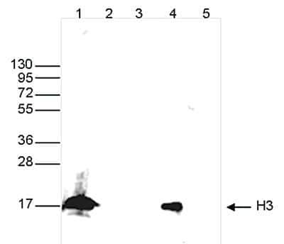 Western Blot: Histone H3 Antibody [NBP2-59280] - Western blot was performed on whole cell extracts from HeLa cells (25 ug, lane 1), and on 1 ug of recombinant histone H2A, H2B, H3 and H4 (lane 2, 3, 4 and 5, respectively) using the antibody against H3. The antibody was diluted 1:1,000 in TBS-Tween containing 5% skimmed milk. Observed molecular weight is ~17 kDa.