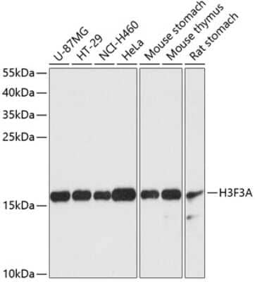 Western Blot: Histone H3 Antibody [NBP3-03268] - Analysis of extracts of various cell lines, using Histone H3 antibody at 1:3000 dilution. Secondary antibody: HRP Goat Anti-Rabbit IgG (H+L) at 1:10000 dilution. Lysates/proteins: 25ug per lane. Blocking buffer: 3% nonfat dry milk in TBST. Detection: ECL Basic Kit