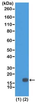 Western Blot: Histone H3 [Dimethyl Lys18] Antibody (RM168) [NBP2-61514] - Western Blot of recombinant Histone H3.3 (1) and acid extracts of HeLa cells (2), using NBP2-61514 at 0.5 ug/ml. Observed molecular weight is ~17 kDa.