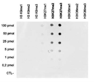 Dot Blot: Histone H3 [Dimethyl Lys27, Trimethyl Lys27] Antibody (C.15200014) [NBP2-59278] - Analysis was performed to test the cross reactivity of the monoclonal antibody against H3K27me2/3 with peptides containing other modifications of histone H3 (mono-methylation of lysine 27 and mono-, di- and trimethylation of lysines 9 and 36). One hundred to 0.2 pmol of the peptide containing the respective histone modification were spotted on a membrane. The antibody was used at a dilution of 1:300.