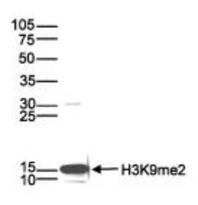 Western Blot: Histone H3 [Dimethyl Lys9] Antibody (C.15200154) [NBP2-59294] - Histone extracts (15 ug) from HeLa cells were analysed by Western blot using the antibody against H3K9me2 diluted 1:1,000 in TBS-Tween containing 5% skimmed milk. Observed molecular weight is ~15 kDa.