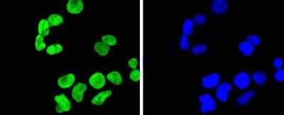 Immunocytochemistry/Immunofluorescence: Histone H3 [Dimethyl Lys9] Antibody (SN07-30) [NBP2-67685] - Staining Histone H3(di methyl K9) in Hela cells (green). The nuclear counter stain is DAPI (blue). Cells were fixed in paraformaldehyde, permeabilised with 0.25% Triton X100/PBS.