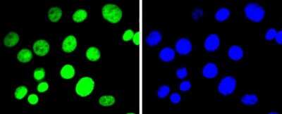 Immunocytochemistry/Immunofluorescence: Histone H3 [Dimethyl Lys9] Antibody (SN07-30) [NBP2-67685] - Staining Histone H3(di methyl K9) in NIH/3T3 cells (green). The nuclear counter stain is DAPI (blue). Cells were fixed in paraformaldehyde, permeabilised with 0.25% Triton X100/PBS.