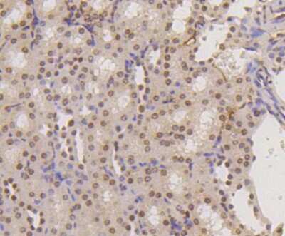 Immunohistochemistry-Paraffin: Histone H3 [Monomethyl Lys18] Antibody (SA42-07) [NBP2-67289] - Analysis of paraffin-embedded mouse kidney tissue using anti-Histone H3(mono methyl K18) antibody. Counter stained with hematoxylin.