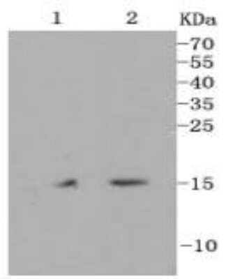 Western Blot: Histone H3 [Monomethyl Lys18] Antibody (SA42-07) [NBP2-67289] - Histone H3T [Monomethyl Lys18] Antibody (SA42-07) [NBP2-67289] - Analysis of Histone H3(mono methyl K18) on different cell lysates using anti-Histone H3(mono methyl K18) antibody at 1/1,000 dilution. Observed molecular weight is ~15 kDa. Positive control: Lane 1: Hela Lane 2: HepG2