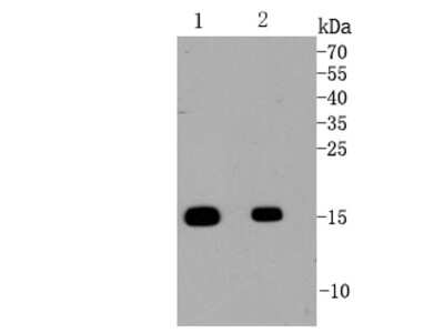 Western Blot: Histone H3 [Monomethyl Lys18] Antibody (SA42-07) [NBP2-67289] - Western blot analysis of Histone H3(mono methyl K18) on mouse testis lysates  using anti-Histone H3(mono methyl K18) antibody at different dilutions. Dilution: Lane 1: 1:2000 Lane 2: 1:5000