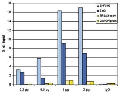 Chromatin Immunoprecipitation: Histone H3 [Trimethyl Lys20] Antibody [NBP2-54620] - ChIP assays were performed using human K562 cells, the antibody against H4K20me3 and optimized PCR primer sets for qPCR. ChIP was performed on sheared chromatin from 100,000 cells. A titration of the antibody consisting of 0.2, 0.5, 1 and 2 ug per ChIP experiment was analysed. IgG (1 ug/IP) was used as negative IP control. QPCR was performed with primers for promoters of the active genes EIF4A2 and GAPDH, used as negative controls, and for ZNF510 and the Sat2 satellite repeat region used as positive controls. Figure 1 shows the recovery, expressed as a % of input (the relative amount of immunoprecipitated DNA compared to input DNA after qPCR analysis).