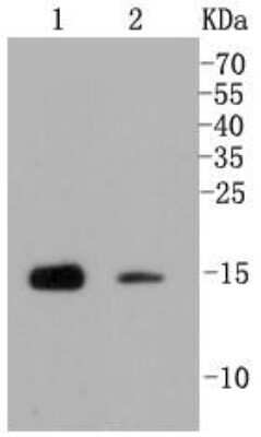 Western Blot: Histone H3 [Trimethyl Lys79] Antibody (SR42-06) [NBP2-67343] - Histone H3T [Trimethyl Lys79] Antibody (SR42-06) [NBP2-67343] - Analysis of Histone H3(mono+di+tri methyl K79) on different lysates using anti-Histone H3(mono+di+tri methyl K79) antibody at 1/1,000 dilution. Positive control: Lane 1: Mouse testis Lane 2: CRC. Observed molecular weight is ~15 kDa.