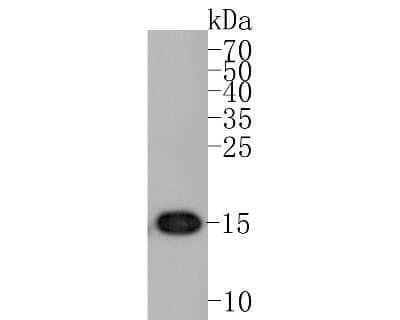 Western Blot: Histone H3 [ac Lys56] Antibody (SU30-10) [NBP2-67489] - Western blot analysis of Histone H3 on HepG2 cell lysates. Proteins were transferred to a PVDF membrane and blocked with 5% BSA in PBS for 1 hour at room temperature. The primary antibody (1/500) was used in 5% BSA at room temperature for 2 hours. Goat An