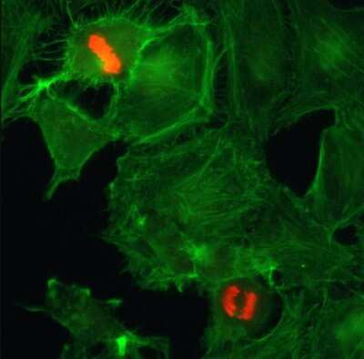 Immunocytochemistry/Immunofluorescence: Histone H3 [p Ser10] Antibody (RM163) [NBP2-61545] - Immunocytochemistry of HeLa cells using NBP2-61545 (red). Actin filaments have been labeled with fluorescein phalloidin (green).