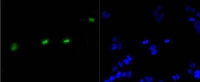Immunocytochemistry/Immunofluorescence: Histone H3 [p Ser10] Antibody (SA31-01) [NBP2-67305] - Staining Phospho-Histone H3(S10) in Hela cells (green). The nuclear counter stain is DAPI (blue). Cells were fixed in paraformaldehyde, permeabilised with 0.25% Triton X100/PBS.