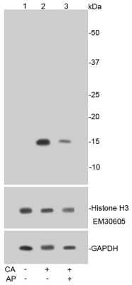 Western Blot: Histone H3 [p Ser10] Antibody (SA31-01) [NBP2-67305] - Analysis of Phospho-Histone H3(S10) on Hela cell lysates using anti-Phospho-Histone H3(S10) antibody at 1/1,000 dilution. Positive control: Lane 1: Untreated HeLa cell lysate Lane 2: HeLa cell lysate treated with calyculin A Lane 3: HeLa cell lysate treat