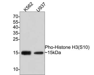 Western Blot: Histone H3 [p Ser10] Antibody (SA31-01) [NBP2-67305] - Analysis of Histone H3 (p Ser10) on different lysates with Rabbit antiHistone H3 (p Ser10) antibody at 1/500 dilution. Lane 1: K562 cell lysate Lane 2: U937 cell lysate Lysates/proteins at 10 ug/Lane. Predicted band size: 15 kDa Observed band size: 15 kDa Exposure time: 2 minutes; 15% SDS-PAGE gel. Proteins were transferred to a PVDF membrane and blocked with 5% NFDM/TBST for 1 hour at room temperature. The primary antibody at 1/500 dilution was used in 5% NFDM/TBST at room temperature for 2 hours. Goat Anti-Rabbit IgG - HRP Secondary Antibody at 1:300,000 dilution was used for 1 hour at room temperature.
