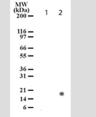 Western Blot: Histone H3 [p Ser28] Antibody (117C826) - Azide and BSA Free [NBP2-33237] - Analysis of Histone H3 phospho (Ser28) in untreated (Lane A), and Fas antibody treated (Lane B) Jurkat lysate using Histone H3 phospho antibody at 2 ug/ml. Observed molecular weight is ~17 kDa.
