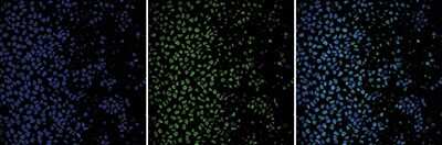 Immunofluorescence: Histone H4 Antibody [NBP2-59264] - HeLa cells were stained with the antibody against H4 and with DAPI. Cells were fixed with 4% formaldehyde for 10 minutes and blocked with PBS/TX-100 containing 1% BSA. The cells were immunofluorescently labeled with the H4 antibody (middle) diluted 1:1,000 in blocking solution followed by an anti-rabbit antibody conjugated to Alexa Fluor 488. The left panel shows staining of the nuclei with DAPI. A merge of the two stainings is shown on the right.