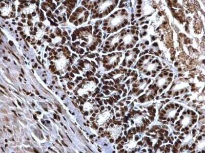 Immunohistochemistry-Paraffin: Histone H4 Antibody [NBP2-42856] -  Mouse fore brain. Histone H4 antibody dilution: 1:500. Antigen Retrieval: Trilogy™ (EDTA based, pH 8.0) buffer, 15min.