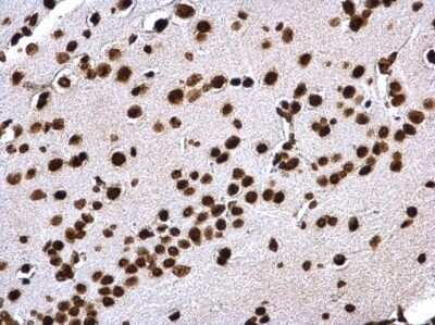 Immunohistochemistry-Paraffin: Histone H4 Antibody [NBP2-42856] -  Mouse fore brain. Histone H4 antibody dilution: 1:500. Antigen Retrieval: Trilogy™ (EDTA based, pH 8.0) buffer, 15min.