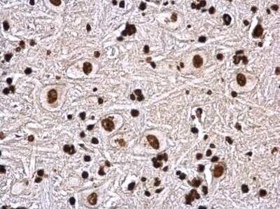 Immunohistochemistry-Paraffin: Histone H4 Antibody [NBP2-42856] -  Rat brain stem. Histone H4 antibody dilution: 1:500. Antigen Retrieval: Trilogy™ (EDTA based, pH 8.0) buffer, 15min.