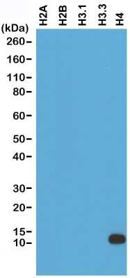 Western Blot: Histone H4 Antibody (RM212) [NBP2-61555] - Western Blots of recombinant proteins Histone H2A, H2B, H3.1, H3.3 and H4; the whole cell lysates of A375, HEK293, HeLa and SK-MEL-2, using NBP2-61555, shows that NBP2-61555 is specific to Histone H4.
