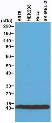 Western Blot: Histone H4 Antibody (RM212) [NBP2-61555] - Western Blot of A375, HEK293, HeLa and SK-MEL-2 whole cell lysates, using NBP2-61555, showed endogenous Histone H4 in A375, HEK293, HeLa and SK-MEL-2 cells.