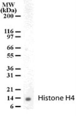 Western Blot: Histone H4 Antibody [NB100-56348] - Analysis of Histone H4 in human PBMC cell lysate with NB100-56348.