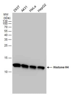 Western Blot: Histone H4 Antibody [NBP2-42856] - Analysis of various whole cell extracts (30 ug) were separated by 15% SDS-PAGE, and the membrane was blotted with Histone H4 antibody diluted at a dilution of 1:5000.