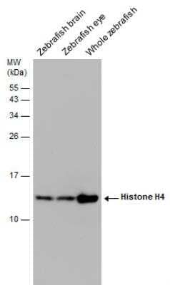 Western Blot: Histone H4 Antibody [NBP2-42856] - Various tissue extracts (30 ug) were separated by 15% SDS-PAGE, and the membrane was blotted with Histone H4 antibody diluted at 1:1000.