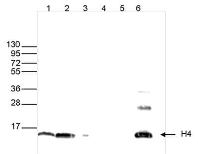 Western Blot: Histone H4 Antibody [NBP2-59264] - Western blot was performed on whole cell extracts (25 ug, lane 1) and histone extracts (15 ug, lane 2) from HeLa cells, and on 1 ug of recombinant histone H2A, H2B, H3 and H4 (lane 3, 4, 5 and 6, respectively) using the antibody against H4 . The antibody was diluted 1:1,000 in TBS-Tween containing 5% skimmed milk. The position of the protein of interest is indicated on the right; the marker (in kDa) is shown on the left.