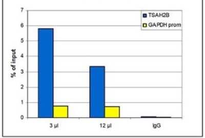 Chromatin Immunoprecipitation: Histone H4 [Methyl Lys20] Antibody (C.15100147) [NBP2-59234] - ChIP assays were performed using human HeLa cells, the antibody against H4K20me1 and optimized PCR primer sets for qPCR. ChIP was performed with a LowCell number ChIP kit, using sheared chromatin from 10,000 cells. Two different quantities of antibody (3 and 12 uL per ChIP experiment) were analyzed. IgG (1 ug) was used as negative IP control. QPCR was performed with primers for the GAPDH promoter and for the inactive gene TSH2B. Figure shows the recovery, expressed as % of input (the relative amount of immunoprecipitated DNA compared to input DNA after qPCR analysis).