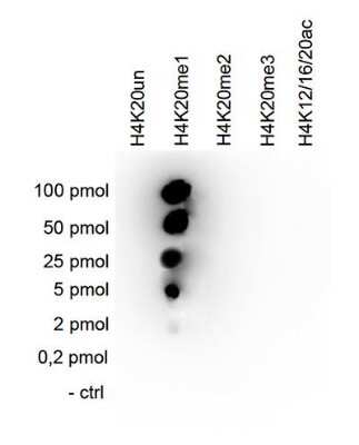 Dot Blot: Histone H4 [Methyl Lys20] Antibody (C.15100147) [NBP2-59234] - To check the specificity of the antibody against H4K20me1 a Dot Blot was performed with peptides containing different modifications or unmodified sequences of histone H4. 100 to 0.2 pmol of peptide containing the respective histone modification were spotted on a membrane. The antibody was used at a dilution of 1:10,000. Figure shows a high specificity of the antibody for the modification of interest.