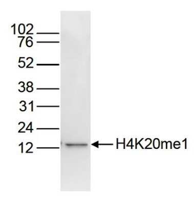 Western Blot: Histone H4 [Methyl Lys20] Antibody (C.15100147) [NBP2-59234] - Histone extracts of HeLa cells (15 ug) were analyzed by Western blot using the antibody against H4K20me1 at 1:1000 in TBS-Tween containing 5% skimmed milk. The position of the protein of interest is indicated on the right; the marker (kDa) is shown on the left.